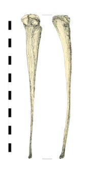 stitching awl, bone