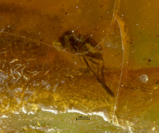 Dolichopodidae