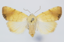 Xanthodes malvae