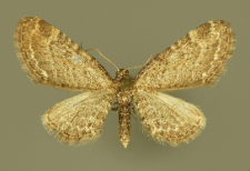 Eupithecia vulgata (Haworth, 1809)
