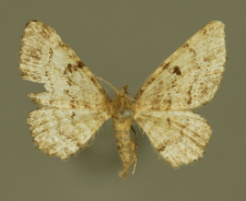 Eupithecia abietaria (Goeze, 1781)