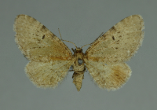 Eupithecia veratraria Herrich-Schäffer, 1848