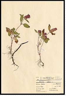 Prunella vulgaris L.