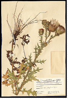 Cirsium vulgare (Savi) Ten.