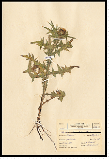 Cirsium vulgare (Savi) Ten.