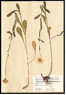 Leucanthemum vulgare Lam. s. s.