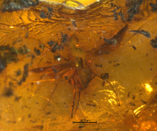 Dolichopodidae