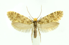 Triaxomera parasitella (Hübner, 1796)