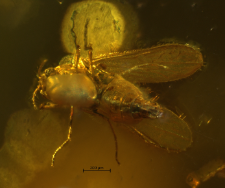 Dolichopodidae