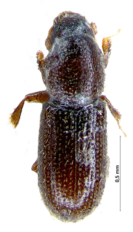 Crypturgus hispidulus C.G. Thomson, 1870