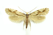 Archinemapogon yildizae Koçak, 1981