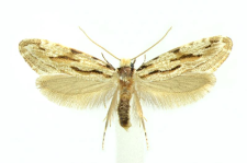 Archinemapogon yildizae Koçak, 1981