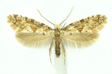 Nemaxera betulinella (Fabricius, 1787)