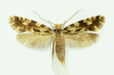 Nemapogon cloacella (Haworth, 1828)