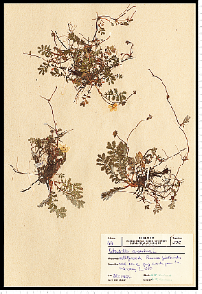 Potentilla anserina L.