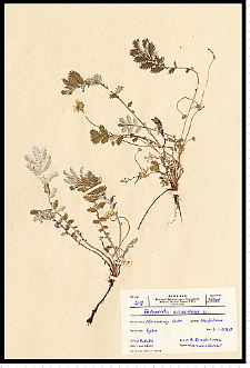 Potentilla anserina L.