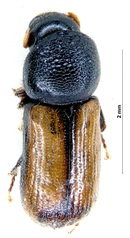 Trypodendron domesticum (Linnaeus, 1758)