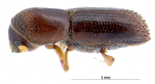 Xyleborinus saxesenii (J.T.C. Ratzeburg, 1837)