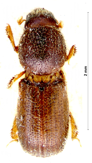 Xyleborus cryptographus (J.T.C. Ratzeburg, 1837)