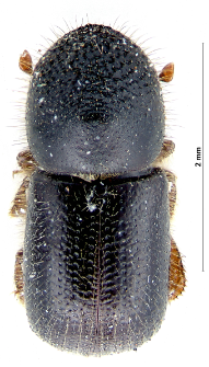 Xyleborus dispar (Fabricius, 1792)