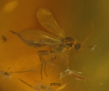 Diptera (Nematocera)