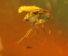 Diptera (Nematocera)