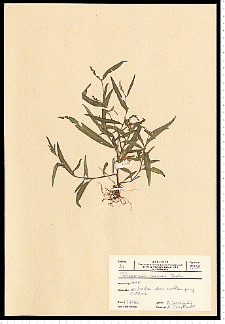 Polygonum minus Huds.