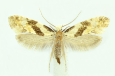 Nemapogon clematella (Fabricius, 1781)