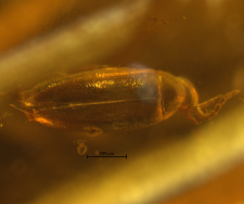 Scraptiidae (Anaspidinae)