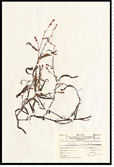 Polygonum minus Huds.