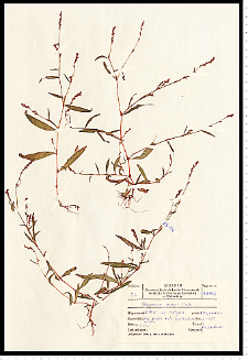 Polygonum minus Huds.