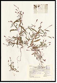 Polygonum minus Huds.