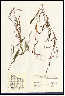 Polygonum minus Huds.