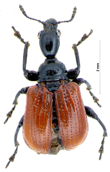 Apoderus erythropterus (J.F. Gmelin, 1790)