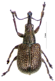 Involvulus cupreus (Linnaeus, 1758)