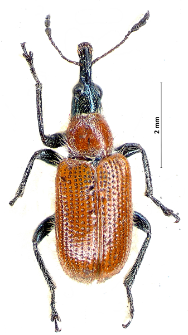 Lasiorhynchites caeruleocephalus (Schaller, 1783)