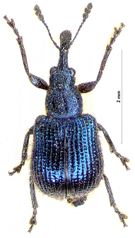 Neocoenorhinidius pauxillus (E.F. Germar, 1824)