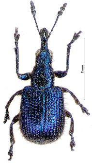 Rhynchites coeruleus (Ch. De Geer, 1775)