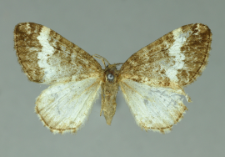 Perizoma affinitata (Stephens, 1831)