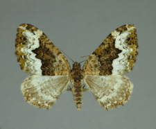 Euphyia biangulata (Haworth, 1809)