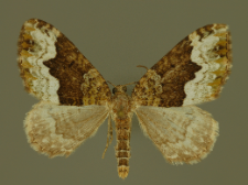 Euphyia biangulata (Haworth, 1809)