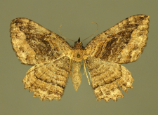 Philereme transversata (Hufnagel, 1767)