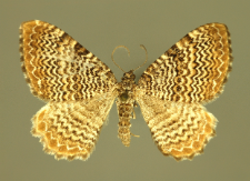 Hydria undulata (Linnaeus, 1758)