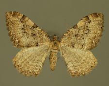 Hydria cervinalis (Scopoli, 1763)