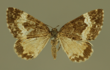 Spargania luctuata (Denis & Schiffermüller, 1775)