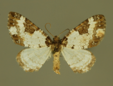 Melanthia procellata (Denis & Schiffermüller, 1775)