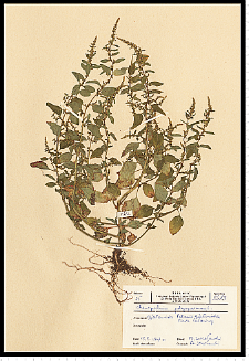 Chenopodium polyspermum L.