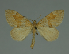 Thera obeliscata (Hübner, 1787)