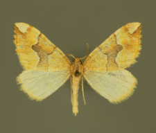 Cidaria fulvata (Forster, 1771)