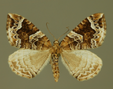 Eulithis prunata (Linnaeus, 1758)
